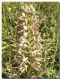 Himantoglossum hircinum